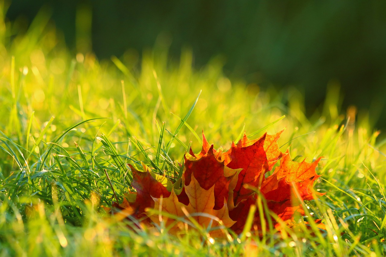 leaves, autumn, mood-4574860.jpg